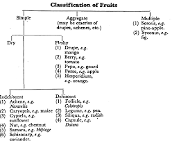 Classification Of Fruits 3 Groups Botany