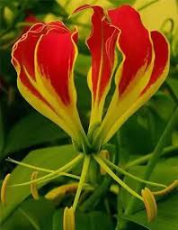 Image result for Gloriosa sessiliflora