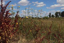 Image result for Bidens kilimandscharica