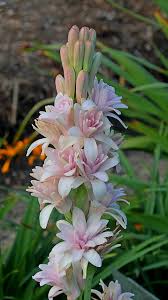 Image result for Polianthes tuberosa