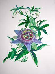Passion Flower Drawing Google Search