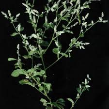 Image result for Aerva leucura