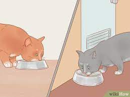3 Ways To Treat Excessive Flatulence In Cats Wikihow Pet