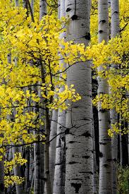 Birch Trees In Colorado Aspen Trees Fall Photo Colorado Aspen Wall Art Fall Trees Photo Log Cabin Decor Fine Art Photography Rustic Wall Art Edge Of Night Birch Tree Art Aspen Trees Photo Tree