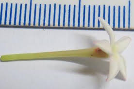 Image result for Acokanthera oblongifolia