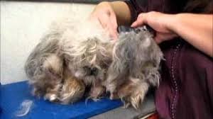 Matted fur, when ignored, can do more than just make kitty lumpy. Cats In Care Everything That You Ever Want To Know About Cats Cats In Care The Ultimate Cats Care Guide