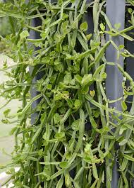 Image result for Cissus glaucophylla