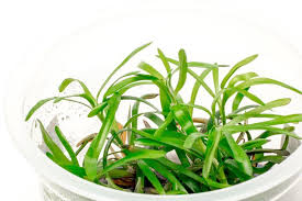 Image result for Heteranthera callifolia