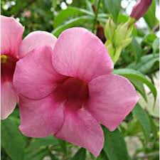 Climbers Creepers Plants Buy Online At Cheap Price On Plantsguru Com