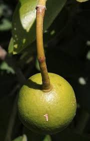 Image result for Capparis citrifolia