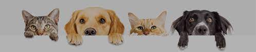 P.e.t.s is a usda certified transport service, members of the better business bureau and angie's list. Pet Relocation Pet Shipping Services Animal Transport Jetset Pets