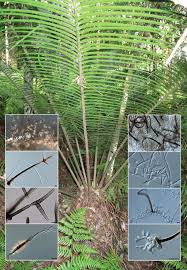 Image result for Dichapetalum rhodesicum