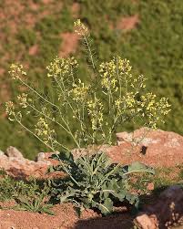 The in vitro cultured shoots were originally induced from callus of explants on. Brassica Oleracea Wikiwand
