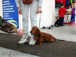 taksa dachshund taksy prinadlezhat k gruppe ohotnichih sobak nazyvaemyh nornymi uzhe po ih naimenovaniyu i klassifikacii mozhno ohotnichi sobaki sobaki barsuk