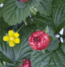 Image result for Duchesnea indica