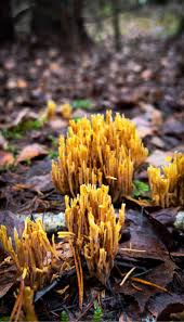 Image result for Ramaria stricta