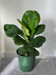 Image result for Ficus muelleriana