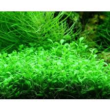 Image result for Glossostelma