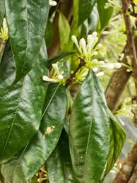 Image result for Aidia micrantha