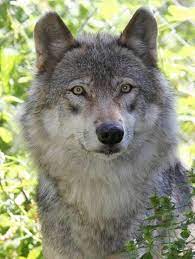 Pin By Scott Beard On Wolves Wolf Husky Wolf World Wolf Pictures