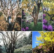 Image result for Laburnum
