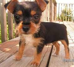 Chorkie Chorkies Chihuahua Yorkie Hybrid Chihuahua Mix Puppies Yorkie Chihuahua Mix Hybrid Dogs