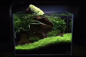 Red Rock Aquascape Turkce Kurulum Videosu Aquascaping Bitki Akvaryum
