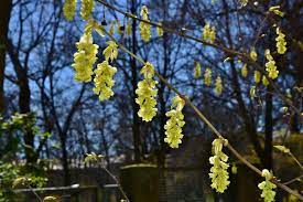 Aromagarten der universitat erlangen nurnberg parks und garten. Botanischer Garten Fruhlingsfuhrung Und Neue Offnungszeiten Friedrich Alexander Universitat Erlangen Nurnberg