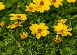Image result for Bidens