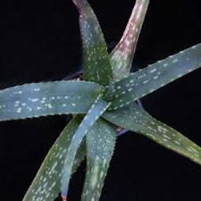 Image result for Commiphora tenuipetiolata