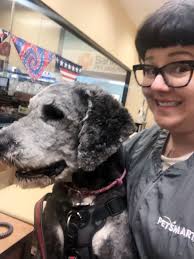 Gigantic floof outside my work today. He's a bernadoodle