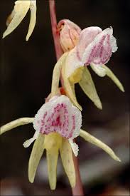 Image result for Epipogium