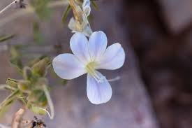 Image result for Barleria lancifolia
