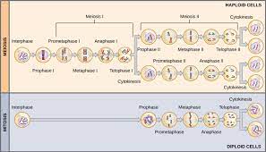 In meiosis it is halved. Putting It Together Cell Division Biology For Majors I