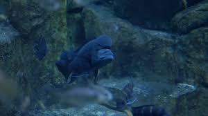 Check spelling or type a new query. Black Big Fish With A Big Forehead Swims Stock Video Pond5