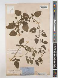 Image result for Dichrocephala