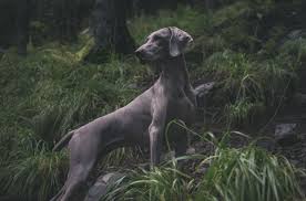 The standard australian shepherd was recognized by the american kennel club in 1991. Blue Great Dane Puppies For Sale In Illinois Petsidi