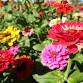 Flower Garden Club