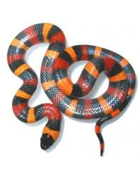 Lampropeltis Triangulum Campbelli 'suite au visionnage de la vidéo par un expert en serpents terrestres, il s'agit d'un faux serpent corail. lampropeltis triangulum campbelli