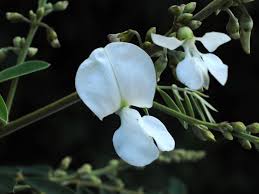 Image result for Tephrosia aequilata