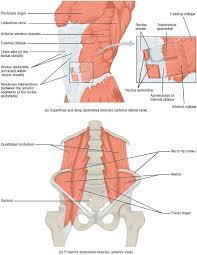 The thoracic cage consists of the 12 thoracic vertebrae, the associated intervertebral discs, 12 pairs of ribs with their costal cartilages, and the sternum. Axial Muscles Of The Abdominal Wall And Thorax Anatomy And Physiology