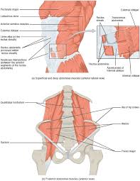 These muscles help support your knee and hip joints and help move your femur (thigh bone) and tibia (shin bone). 11 4 Identify The Skeletal Muscles And Give Their Origins Insertions Actions And Innervations Anatomy Physiology