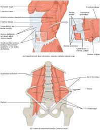 Smooth muscle contractions are involuntary movements triggered by. 11 4 Identify The Skeletal Muscles And Give Their Origins Insertions Actions And Innervations Anatomy Physiology