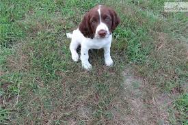 Pure Bred Field Type Male Springer English Springer Spaniel Puppy Springer Spaniel For Sale English Springer Spaniel