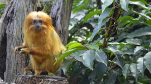 You can call at +33 1 40 79 37 94 or find more contact information. La Menagerie Du Jardin Des Plantes Le Repere Des Amoureux De La Nature Et Des Animaux Cnews