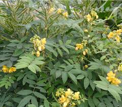 Image result for Senna occidentalis