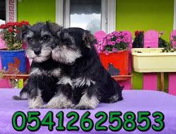 Schnauzer Ozellikleri Minyaturler