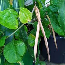 Image result for Vigna pygmaea