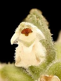 Image result for Goodyera afzelii