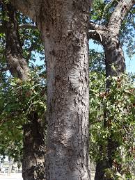 Image result for Baikiaea